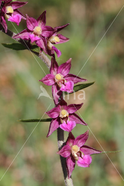 Bruinrode wespenorchis