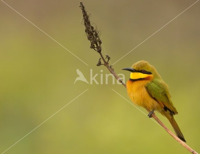 Dwergbijeneter (Merops pusillus)