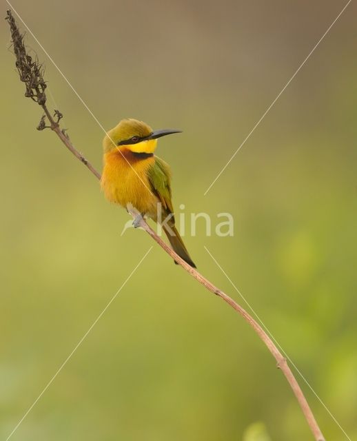 Little Bee-eater (Merops pusillus)