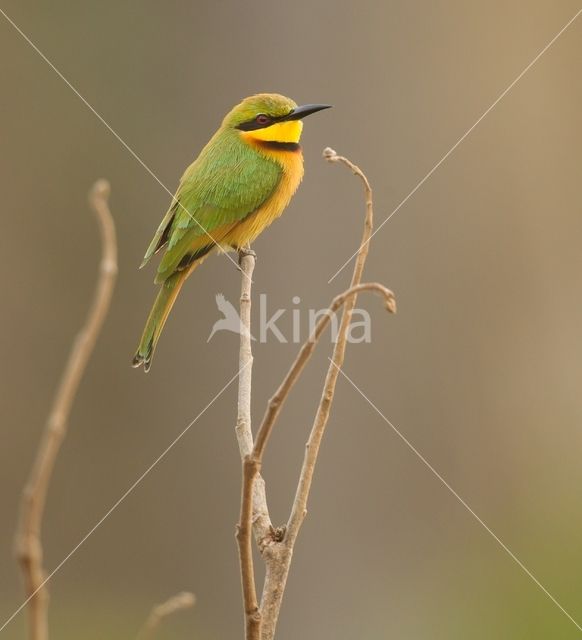 Little Bee-eater (Merops pusillus)