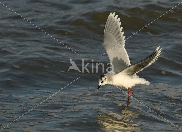 Dwergmeeuw (Larus minutus)