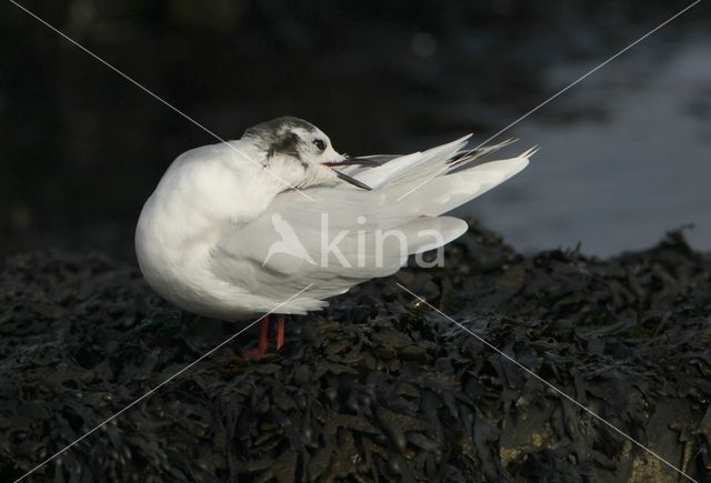 Dwergmeeuw (Larus minutus)