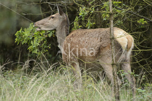 Edelhert (Cervus elaphus)