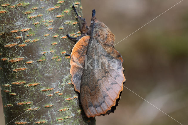 Eikenblad (Gastropacha quercifolia)