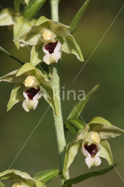 Geelgroene wespenorchis (Epipactis muelleri)