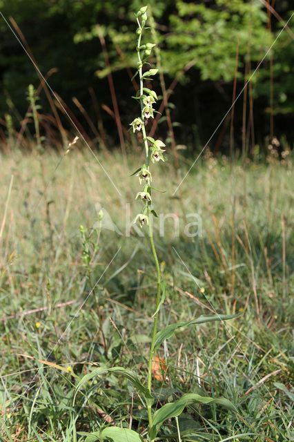 Geelgroene wespenorchis (Epipactis muelleri)