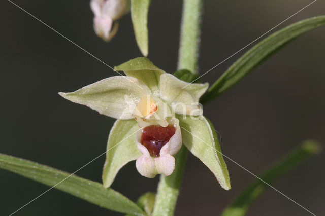 Geelgroene wespenorchis (Epipactis muelleri)