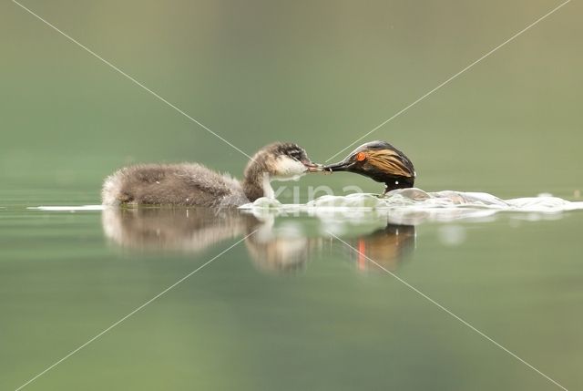 Geoorde Fuut (Podiceps nigricollis)