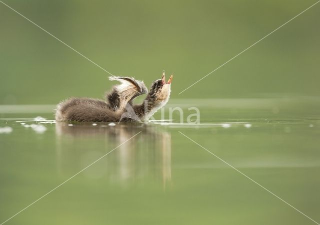 Geoorde Fuut (Podiceps nigricollis)