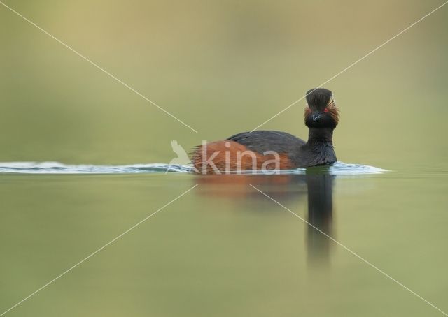 Geoorde Fuut (Podiceps nigricollis)