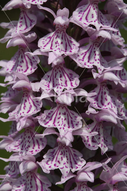 Gevlekte orchis (Dactylorhiza maculata)