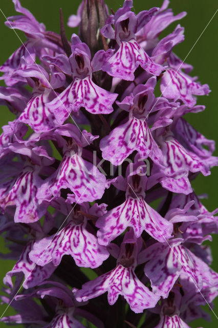 Gevlekte orchis (Dactylorhiza maculata)