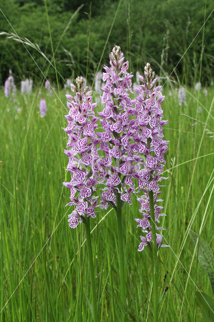 Gevlekte orchis (Dactylorhiza maculata)