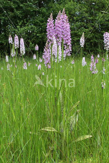 Gevlekte orchis (Dactylorhiza maculata)