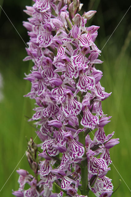 Gevlekte orchis (Dactylorhiza maculata)