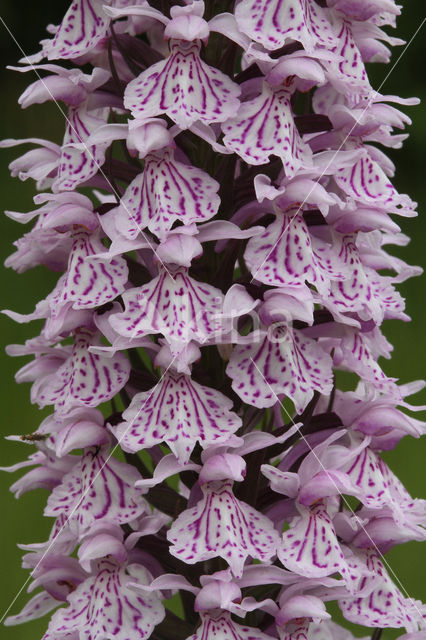 Gevlekte orchis (Dactylorhiza maculata)