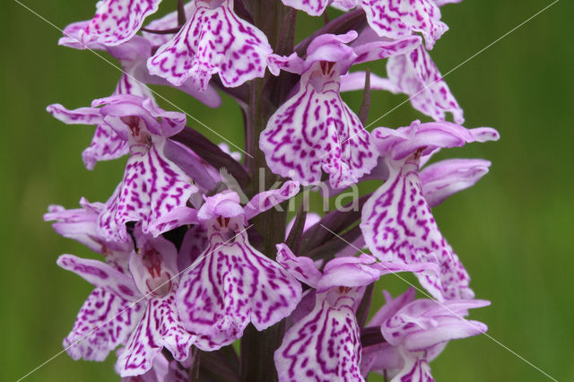 Gevlekte orchis (Dactylorhiza maculata)