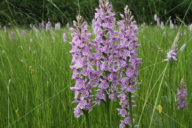 Gevlekte orchis (Dactylorhiza maculata)