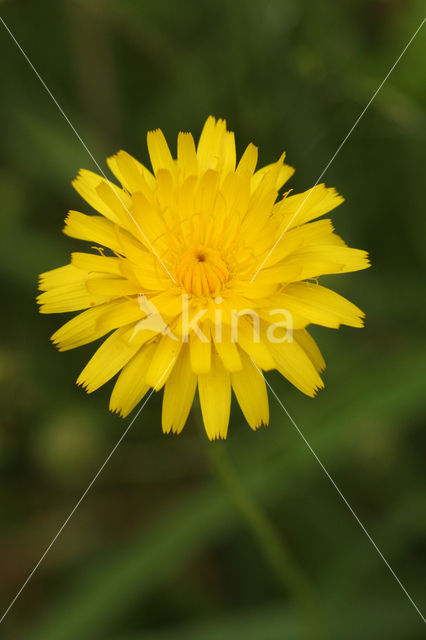 Cat's Ear (Hypochaeris radicata)