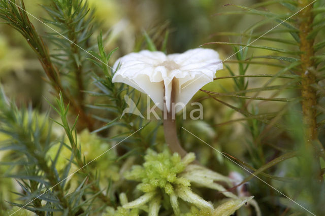 Gewoon veentrechtertje (Phytoconis ericetorum)