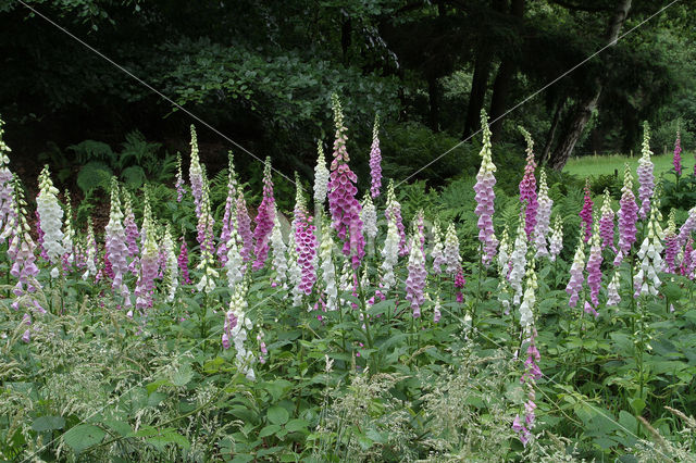 Gewoon vingerhoedskruid (Digitalis purpurea)