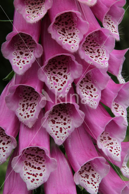 Gewoon vingerhoedskruid (Digitalis purpurea)