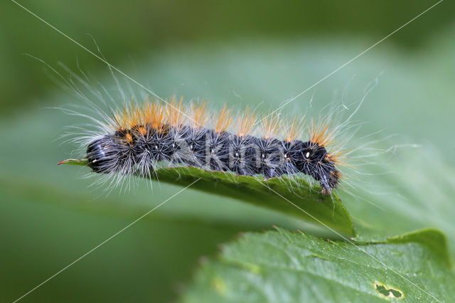 Goudhaaruil (Acronicta auricoma)