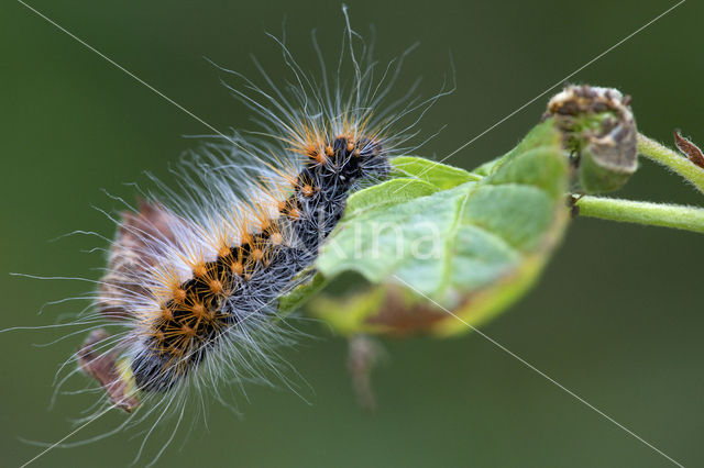 Goudhaaruil (Acronicta auricoma)