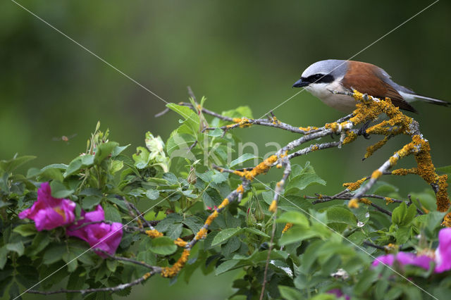 Grauwe Klauwier (Lanius collurio)