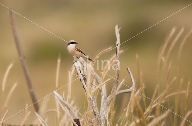 Grauwe Klauwier (Lanius collurio)