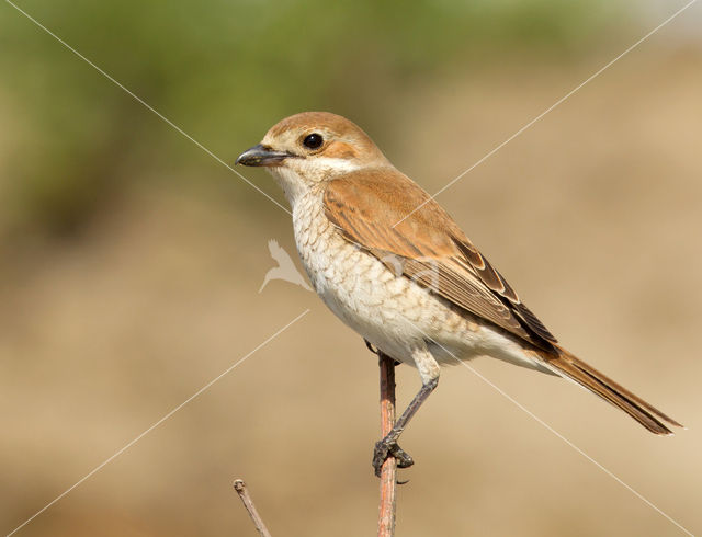 Grauwe Klauwier (Lanius collurio)