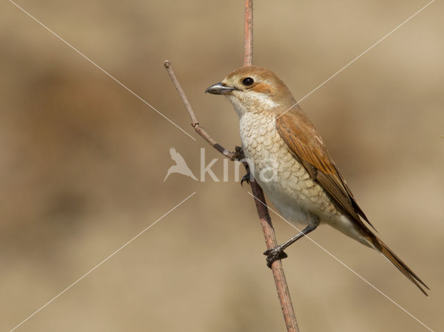 Grauwe Klauwier (Lanius collurio)