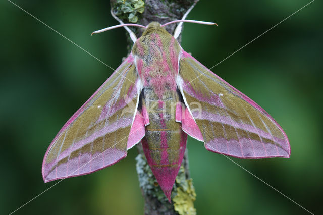 Groot avondrood (Deilephila elpenor)