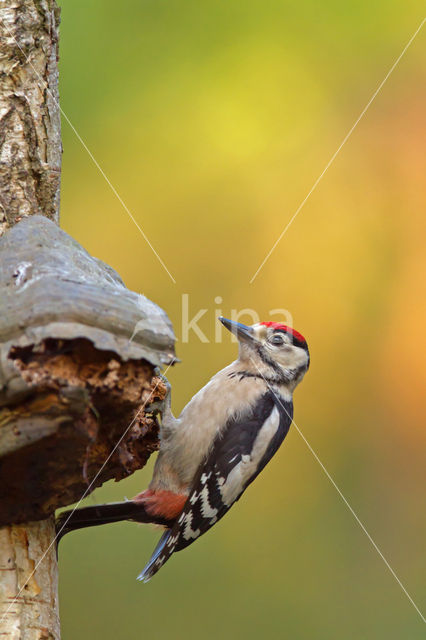 Grote Bonte Specht (Dendrocopos major)