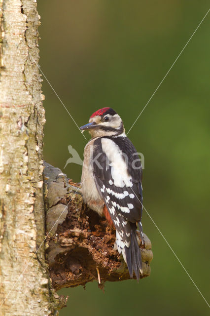 Grote Bonte Specht (Dendrocopos major)