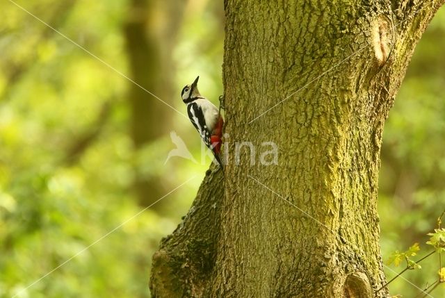 Grote Bonte Specht (Dendrocopos major)