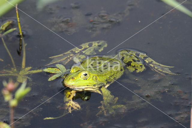 Grote groene kikker