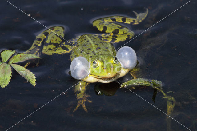 Grote groene kikker