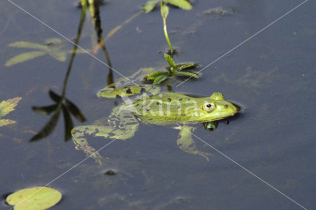 Grote groene kikker