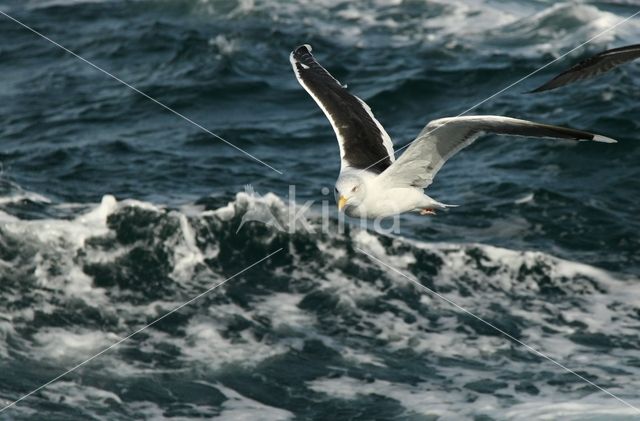 Grote Mantelmeeuw (Larus marinus)