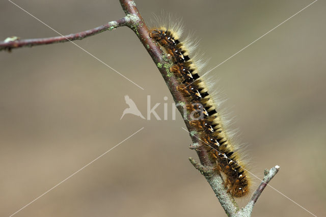 Hageheld (Lasiocampa quercus)