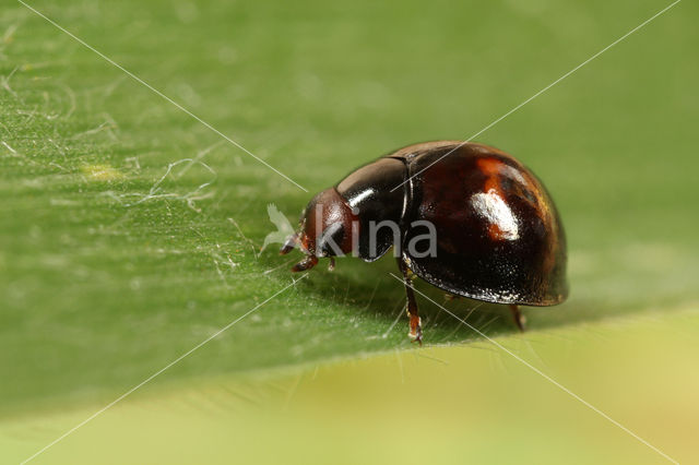 Heather Ladybird (Chilocorus bipustulatus