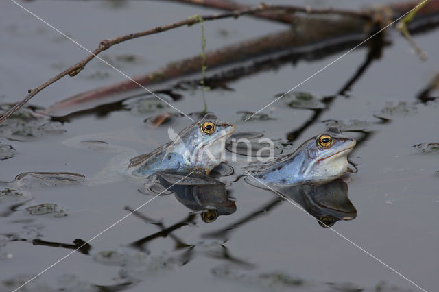 Heikikker (Rana arvalis)