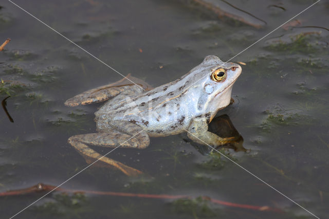 Heikikker (Rana arvalis)