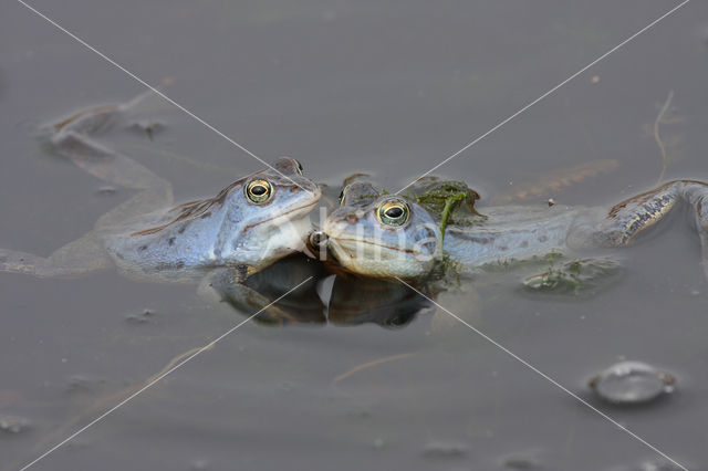 Heikikker (Rana arvalis)