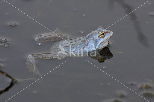 Heikikker (Rana arvalis)