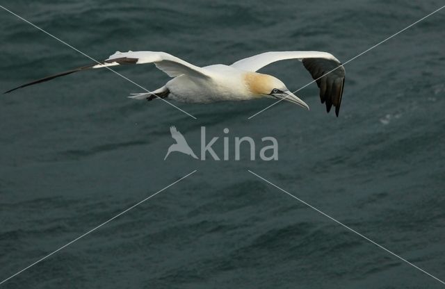 Northern Gannet (Morus bassanus)