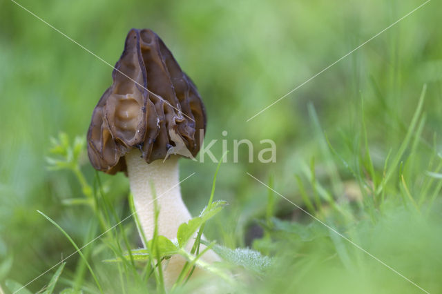 Kapjesmorielje (Morchella semilibera)