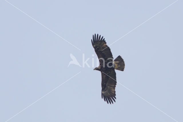 Keizerarend (Aquila heliaca)