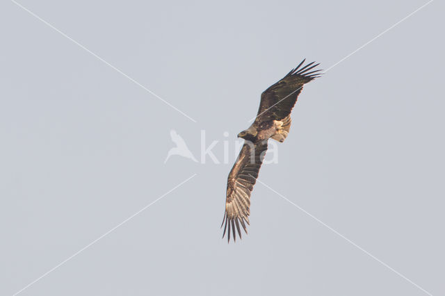 Imperial Eagle (Aquila heliaca)